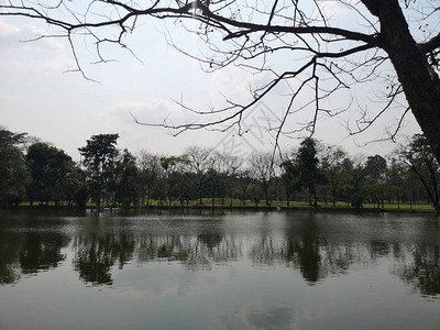 水湖环境公园自然背景自然映影树背景图片