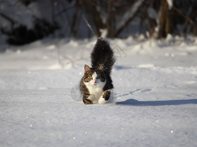 美丽的flauffy活猫在雪上散步图片