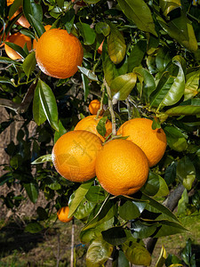 一棵橙树的分枝图片