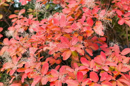 枫树下的秋天五颜六色的红叶特写图片