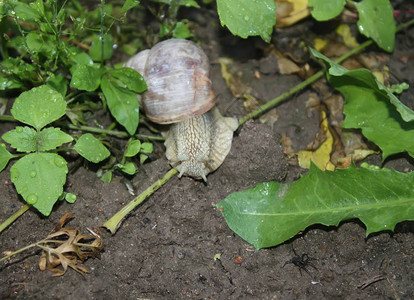 一只小蜗牛在花园的绿草上爬行图片