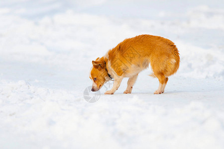 街上的红色顽皮狗小狗穿过雪地图片