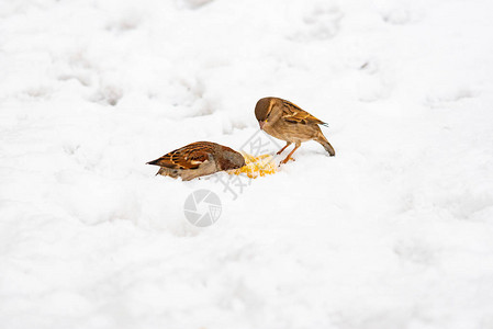 两只麻雀在雪地里啄食图片