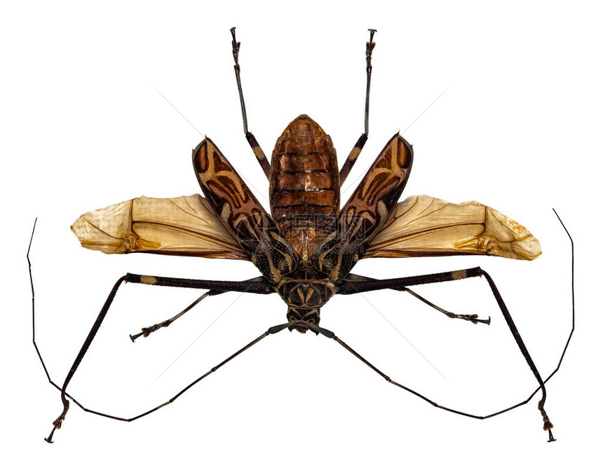 白种背景的甲虫AcrocinusLongima图片
