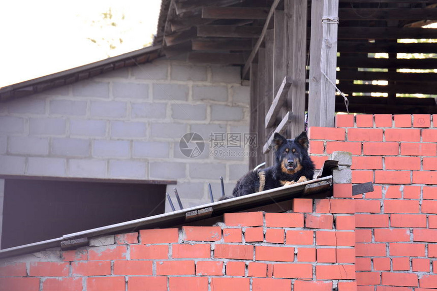 一只牧羊犬躺在红砖房的屋顶上看着前方图片
