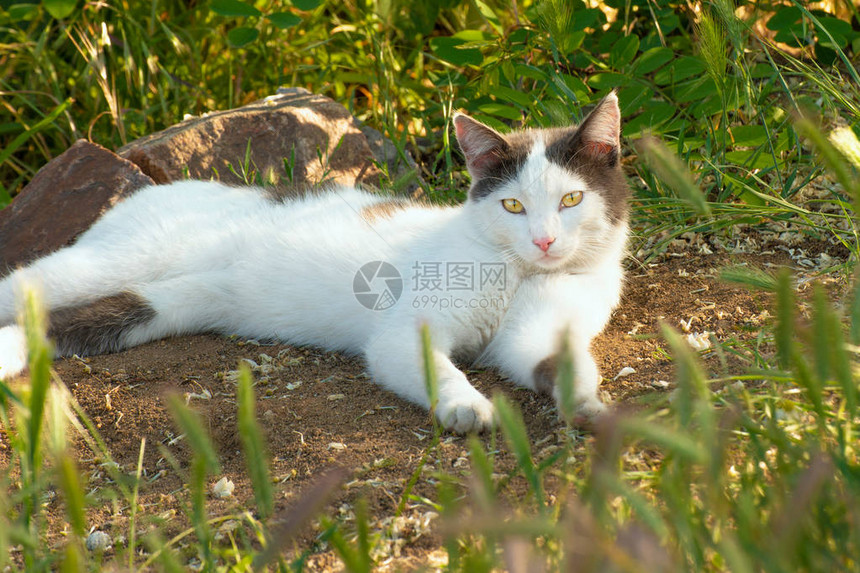 一只白猫趴在草地上看着前方图片