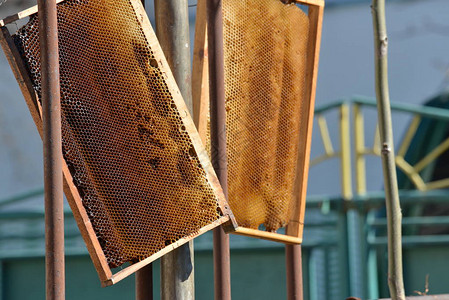 蜂窝上的蜜蜂和木制框图片