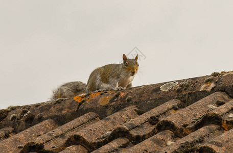 房子瓦屋顶上的灰松鼠背景图片