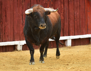西班牙斗牛场愤怒的公牛图片