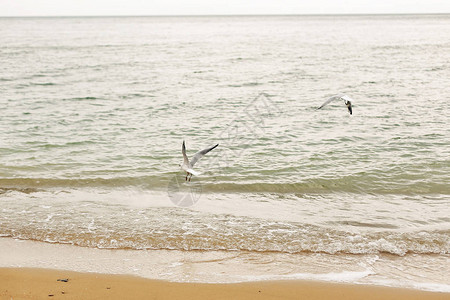 海鸥在海浪附近的沙滩上飞翔图片
