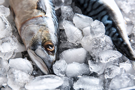 冰上美味的生鲭鱼图片