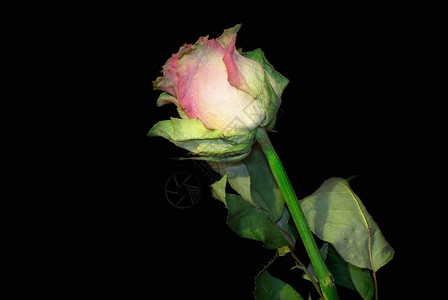 干粉色玫瑰花黑色背景上有绿叶背景图片