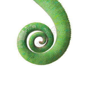 白色背景上的绿色变龙尾巴图片