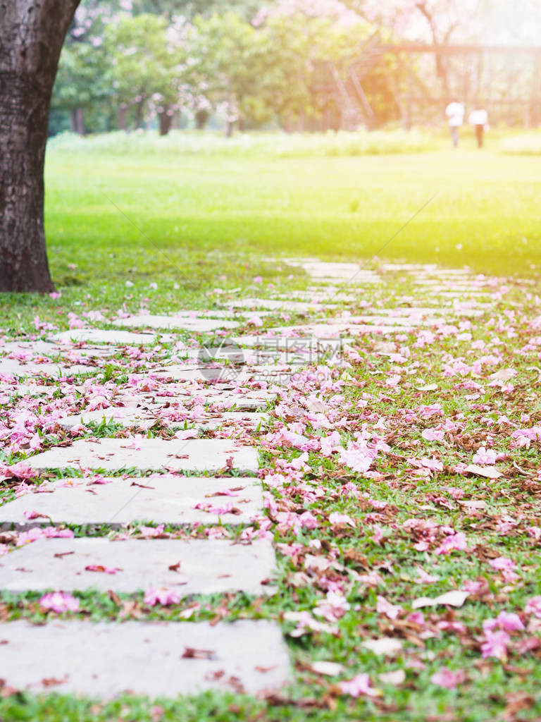 在公园里有粉红色的滚落小号花和绿草的弯曲砖道图片