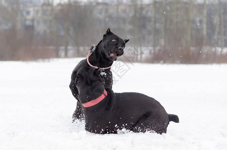 CaneCorso狗互相玩耍冬天在户外散步如何保护你的宠物图片