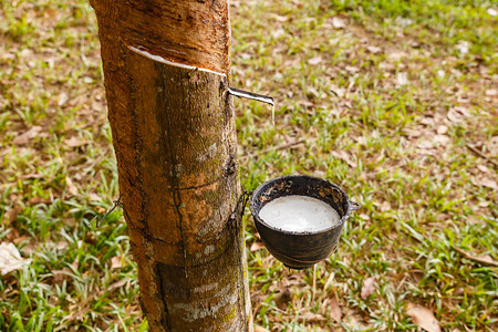 老挝橡胶种植园橡胶树和图片