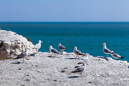 海鸥站在岩石悬崖上自然概念与海鸟在海上的鸟类蓝天图片