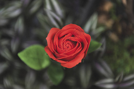 红玫瑰花在大自然中为情人背景图片