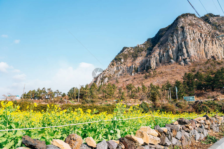 韩国济州岛的山房和黄色油菜花田图片