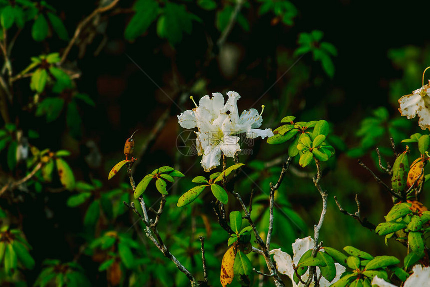 杜鹃花是茵他侬公园杜鹃花属开花植物的姓氏图片