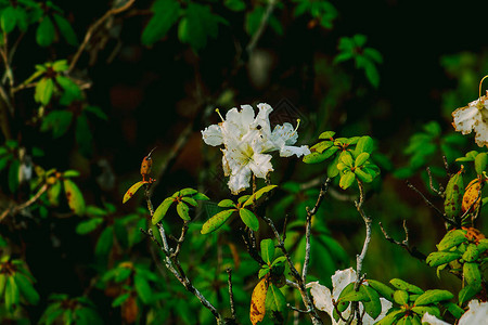 杜鹃花是茵他侬公园杜鹃花属开花植物的姓氏背景图片