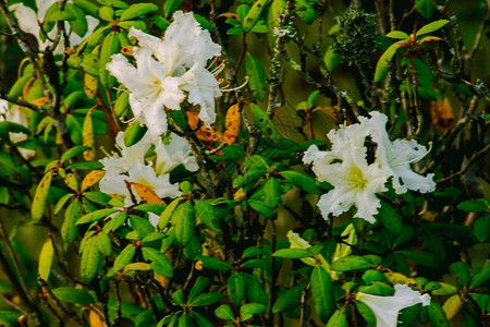 杜鹃花是茵他侬公园杜鹃花属开花植物的姓氏背景图片