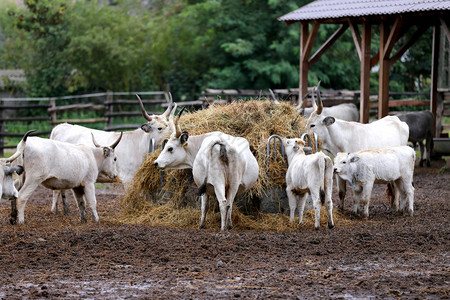 农村畜牧农场草地上的长城灰色牛群图片
