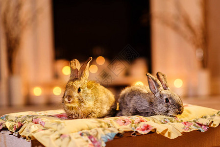 两只可爱的兔子坐在花枕头上图片