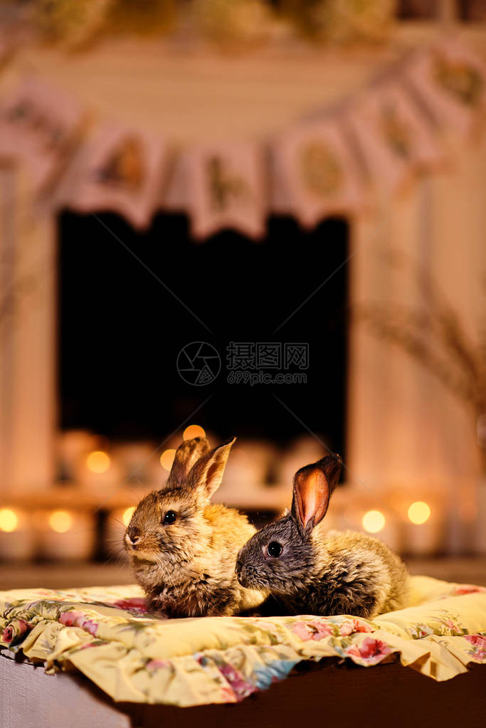 两只可爱的兔子坐在一个温暖的晚上烛光房里睡在图片