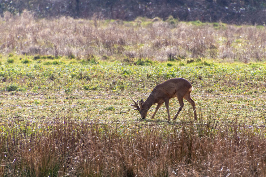 东格兰斯特德附近田地上的红鹿Cervusel图片