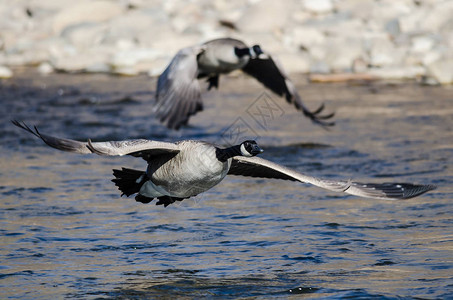 加拿大鹅从河水中飞出图片