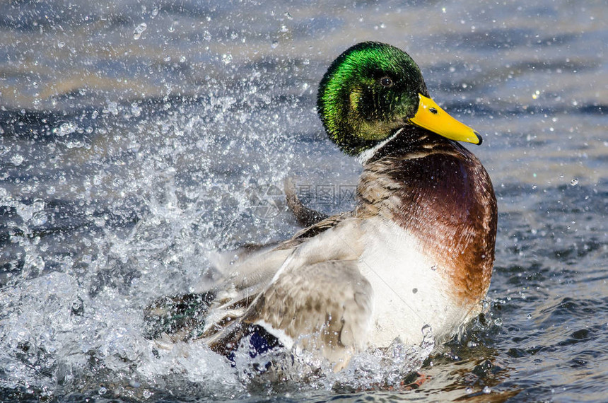 绿头鸭在清凉的水中嬉戏泼水图片