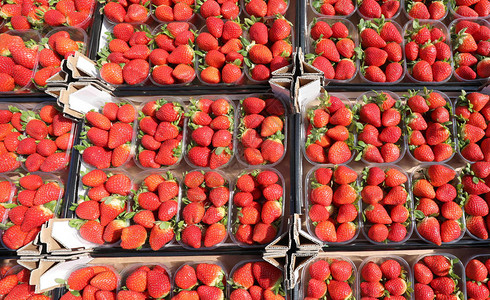 在水果和蔬菜市场上出售的新鲜采摘的草莓图片