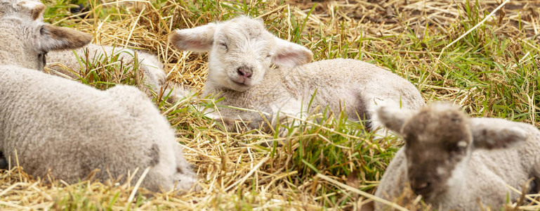 刚出生的可爱小羊图片
