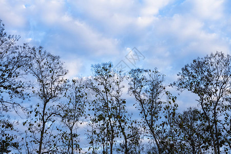 剪影树与天空和云彩背景图片