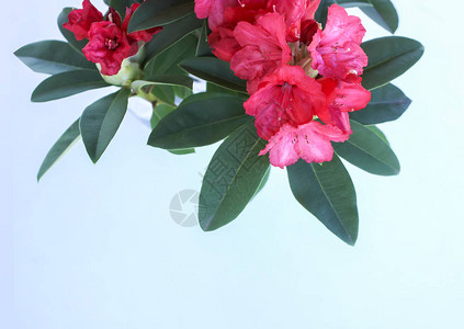 Rhododendron植物花朵紧贴图片