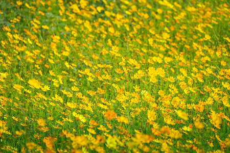 黄色波斯菊花背景图片