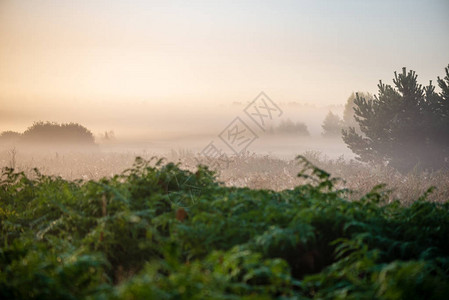 薄雾的夏天草地日落浓雾和阳光图片