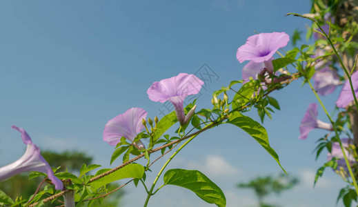 蓝天下的紫色花朵图片