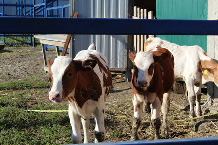 穿过栅栏的牧场里年轻奶牛的照片图片