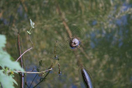 棕色的森林蛙从湖中探出头来高清图片