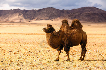 骆驼在蒙古大草原图片