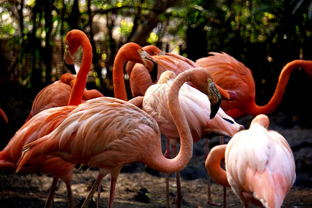 自然公园里的一群粉红火烈鸟图片