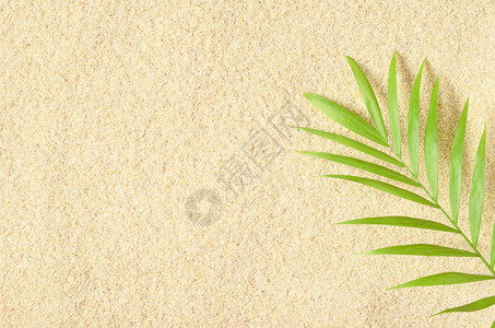 沙地背景的棕榈树枝沙质草图处图片