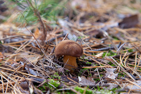 秋季松林中的栗色帽食用野生蘑菇图片