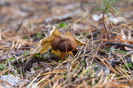 秋季松林中带栗色帽和干叶的可食用野生蘑菇图片