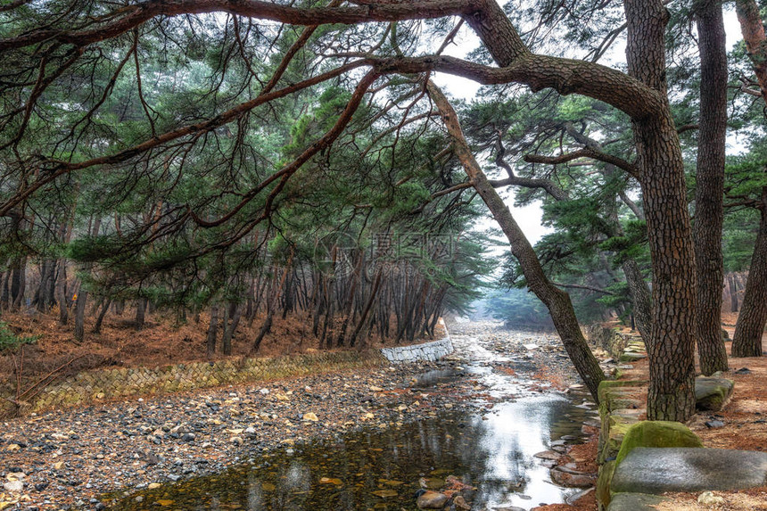 南韩Tongdosa寺庙入口附近MupunghansongGil路的松树图片