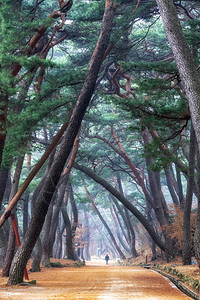 寒松韩国通度寺入口附近的mupunghansonggil路上的松树背景