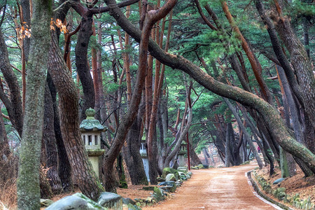 寒松韩国通度寺入口附近的mupunghansonggil路上的松树背景