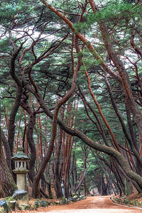 寒松韩国通度寺入口附近的mupunghansonggil路上的松树背景